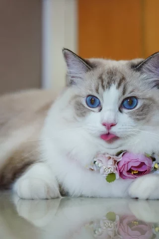 кошка, животные, взгляд