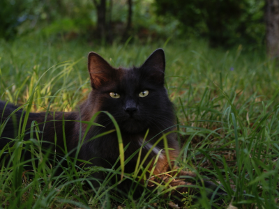 кошка, чёрная, в траве