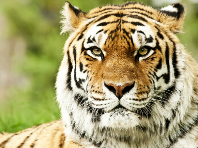 тигр, хищник, взгляд