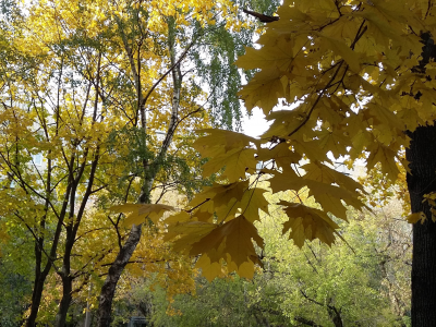 осень, октябрь, деревья
