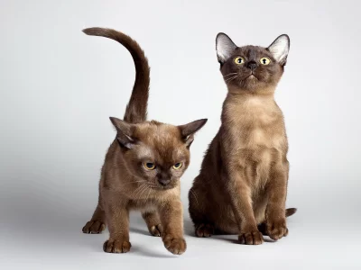 котята, бурманская порода