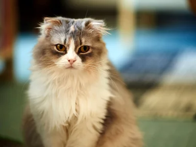кошка, взгляд