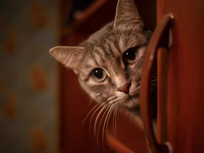 кот, взгляд, усы