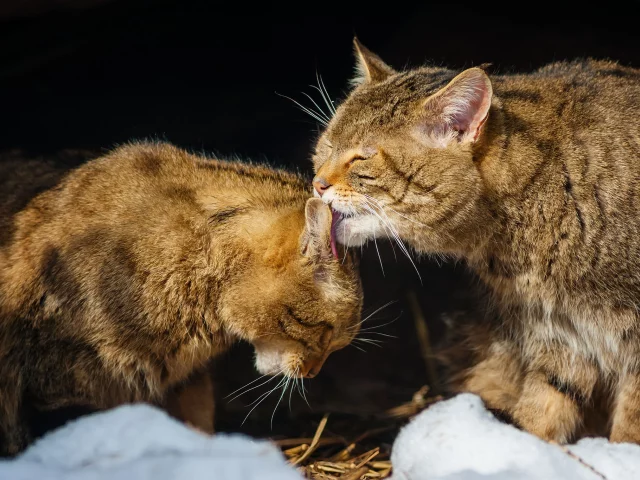кошки, две