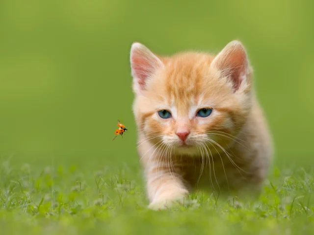 котёнок, трава