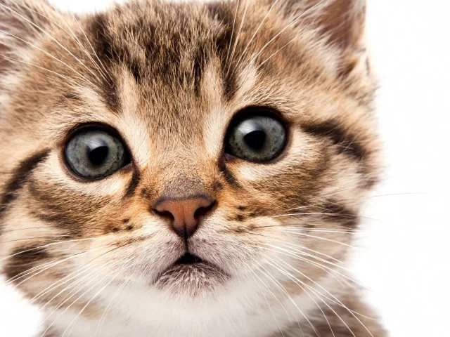 котёнок, взгляд