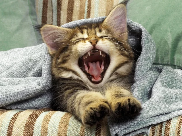 котёнок, пасть, усы