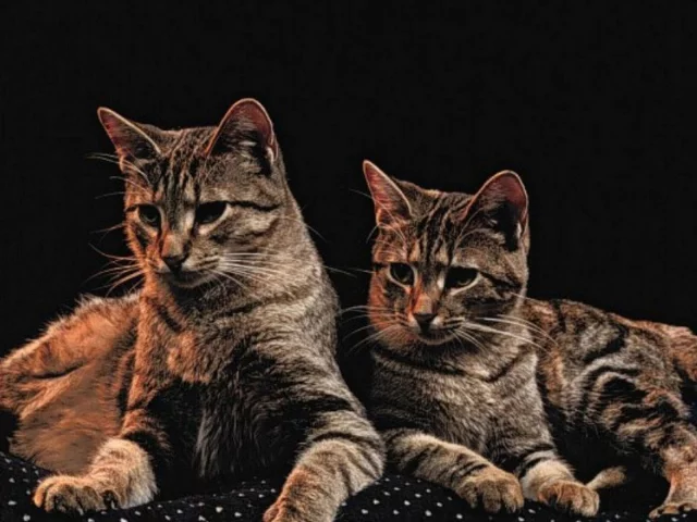 коты, животные