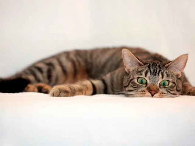 кот, взгляд, усы