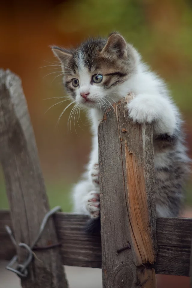 котёнок, взгляд