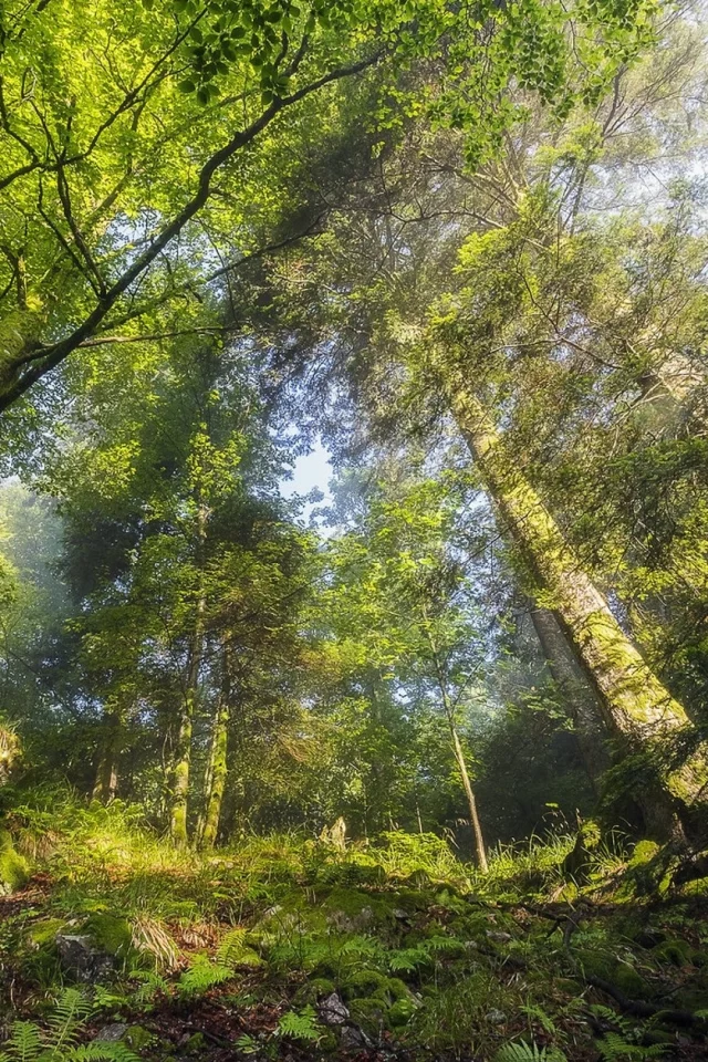 пейзаж, природа, красота