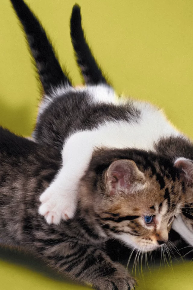 котята, маленькие, друзья