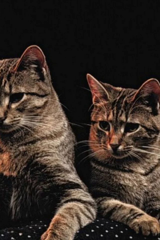 коты, животные