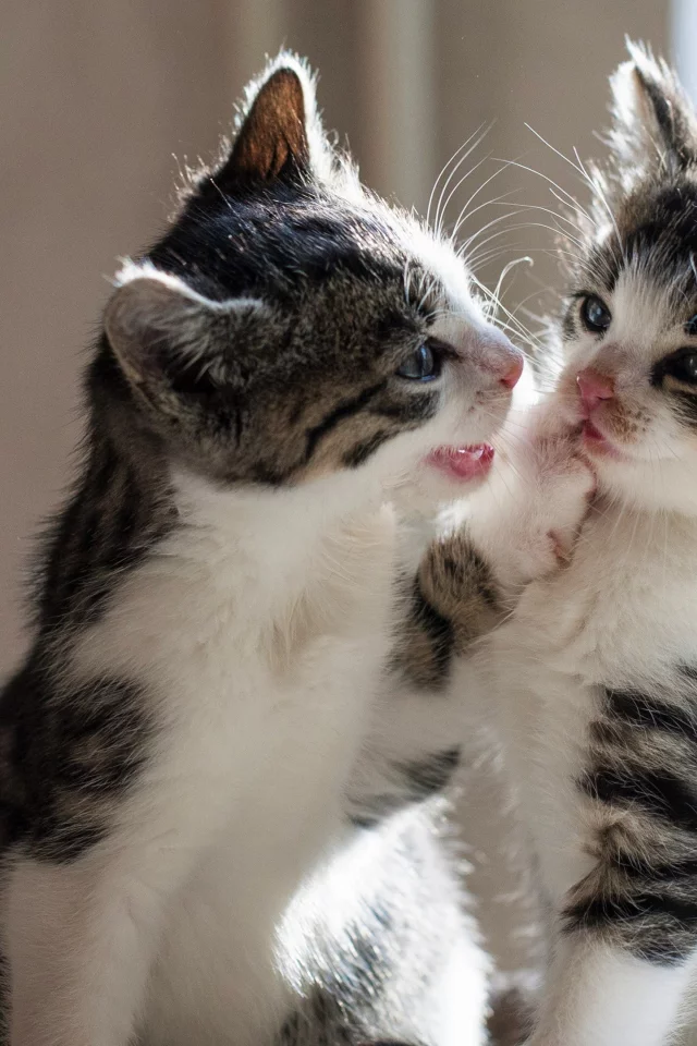котята, играют