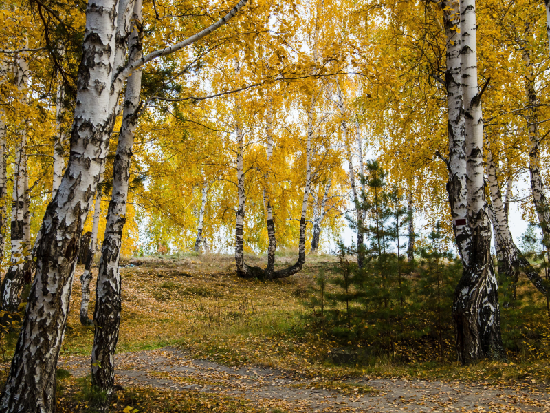 берёзы, листья, осень