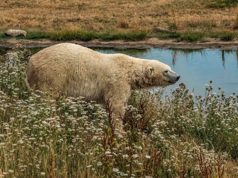 белый медведь, вода