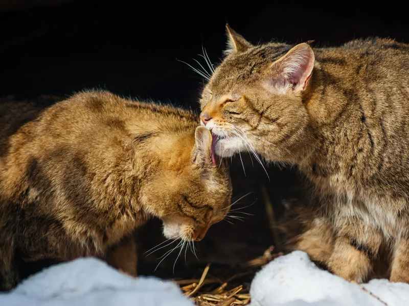 кошки, две