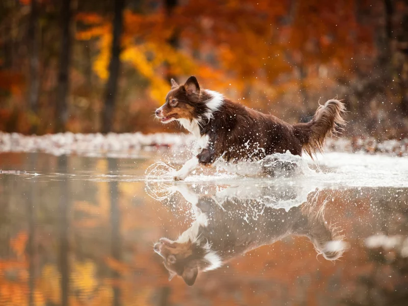 собака, вода