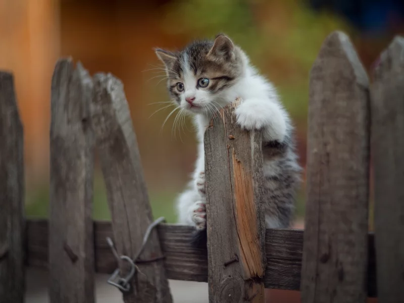 котёнок, взгляд