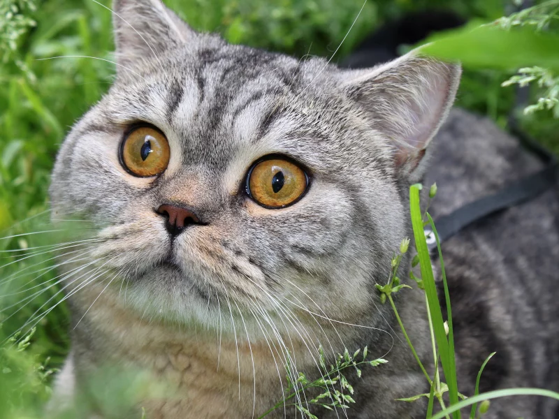 кот, взгляд, животное