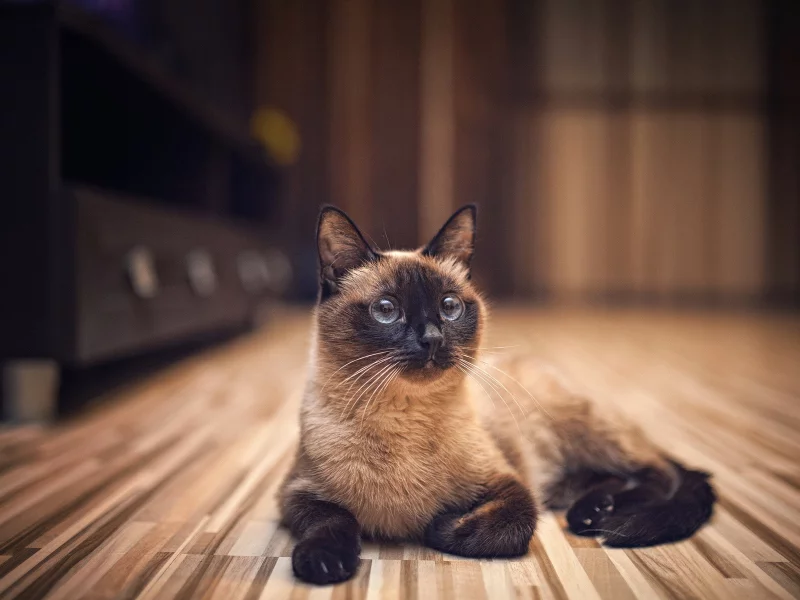 кошка сиамская, взгляд