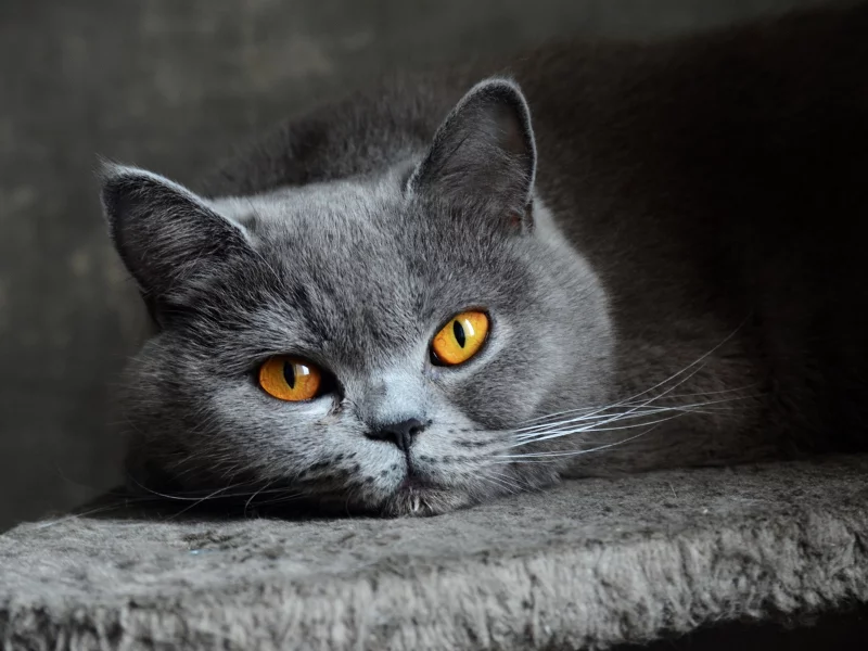 кот, взгляд