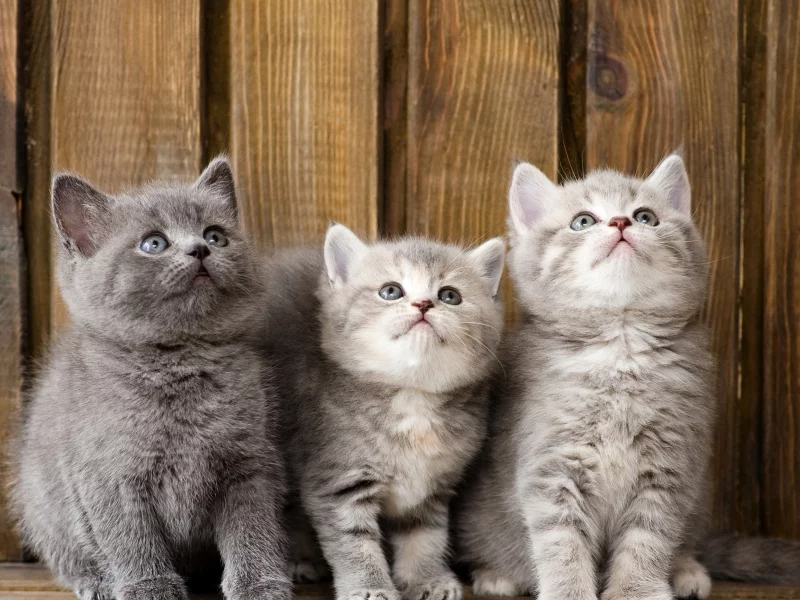 котята, маленькие, смотрят