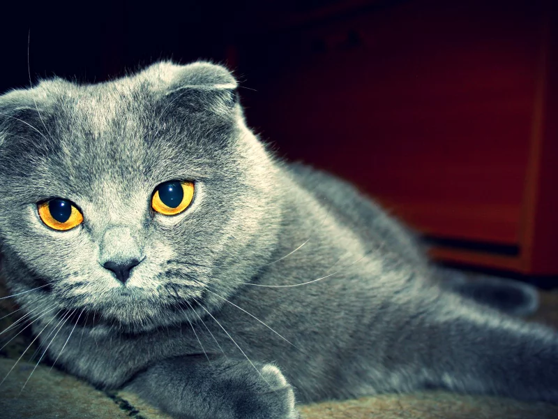 кот, взгляд