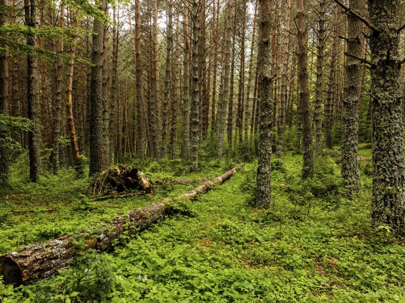 пейзаж, природа, красота