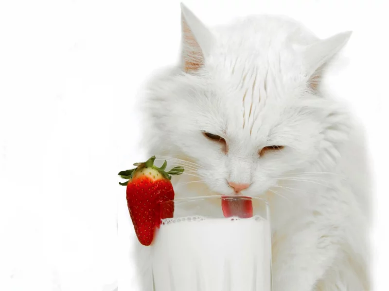 кошка, пьёт молоко