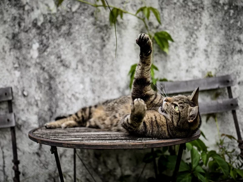 кошка, животные, лапа