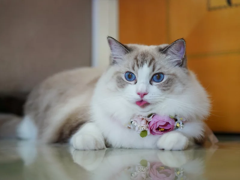 кошка, животные, взгляд