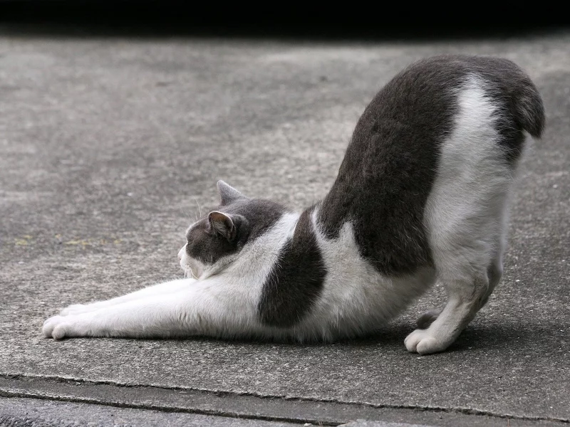 кот, потягивается
