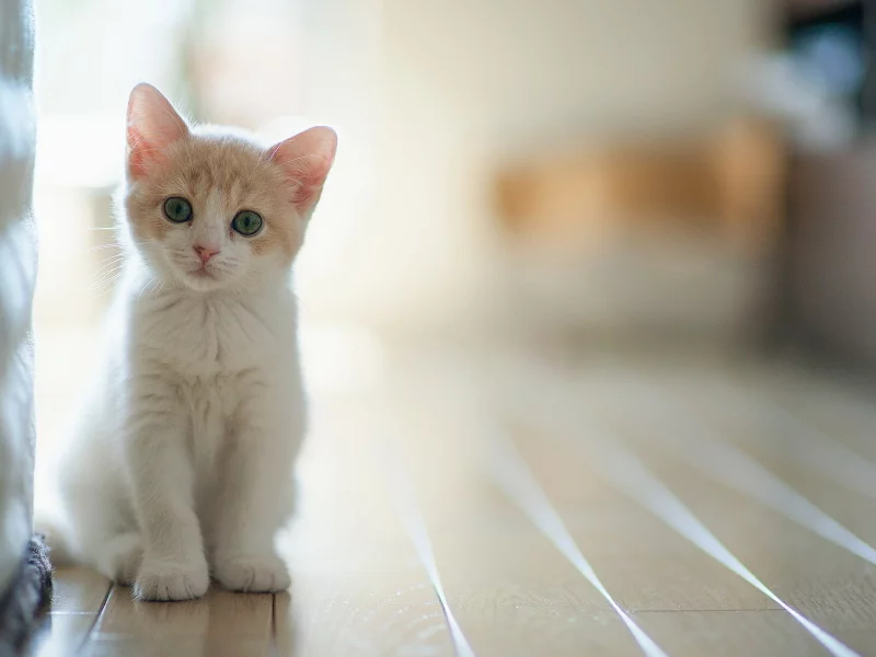 котёнок, маленький, взгляд