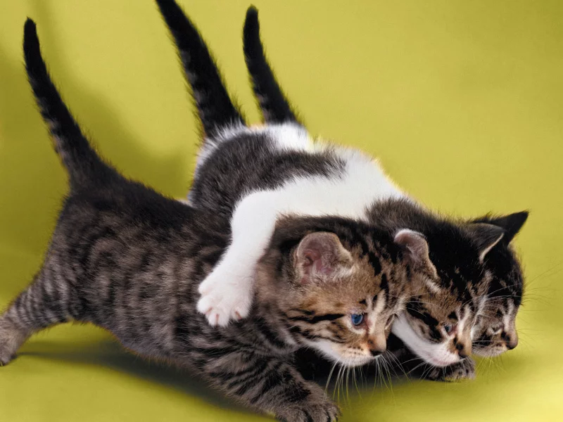 котята, маленькие, друзья