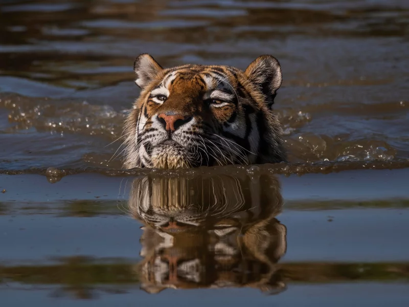 тигр, вода