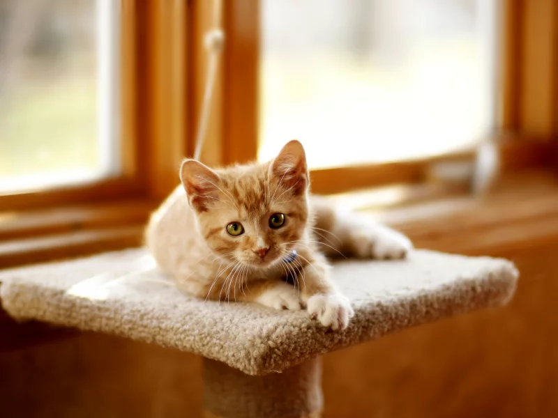 котёнок, взгляд, усы