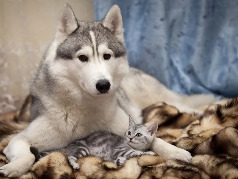 хаски, собака, котёнок