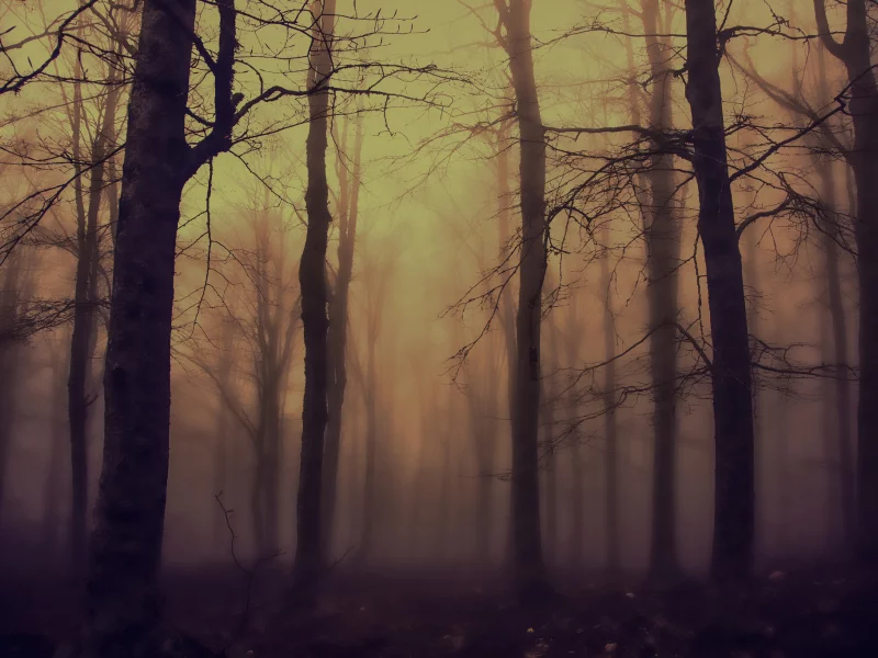 лес, деревья