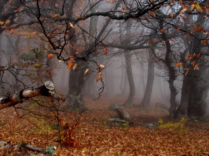 лес, деревья, осень