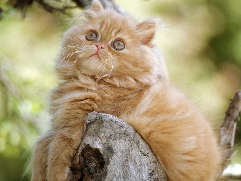 кот, рыжий, взгляд