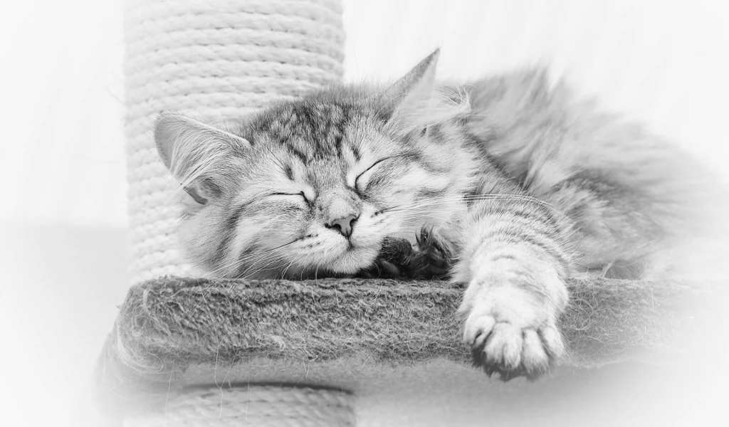 кот, спит