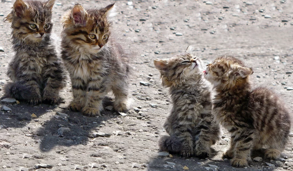 котята, животные