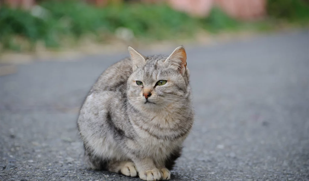 кошка, животное