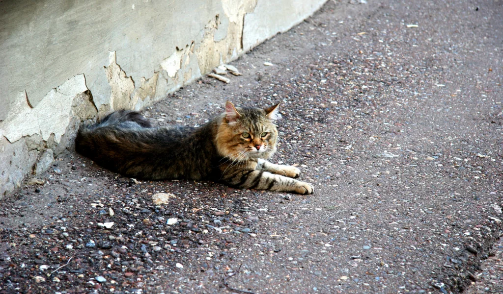 кошка, взгляд, лежит