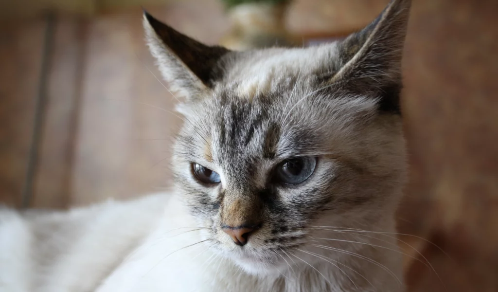 кошка, животное