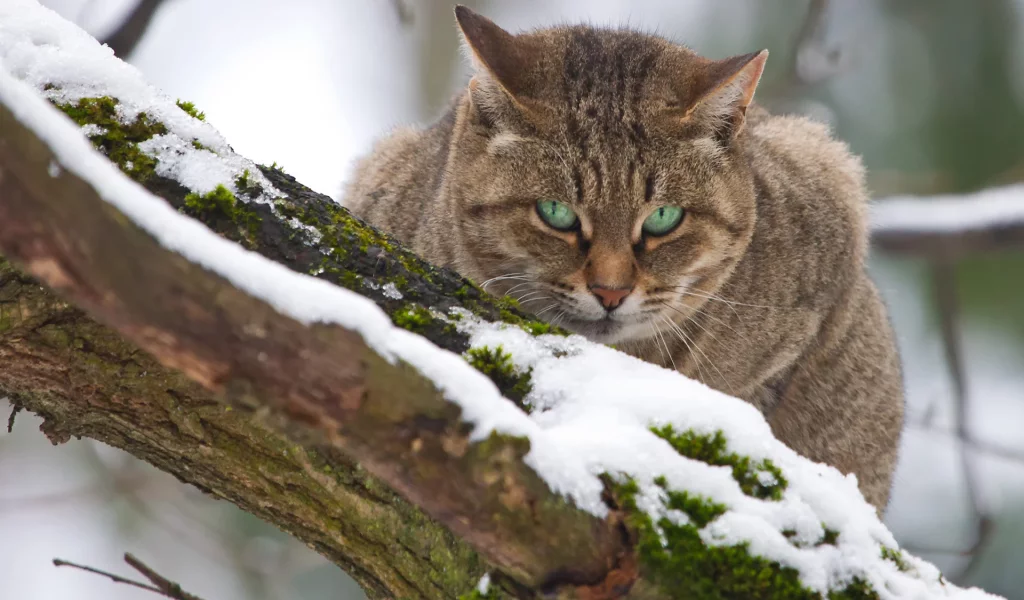 кот, сидит на дереве