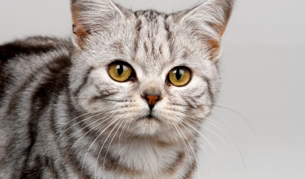 котёнок, взгляд