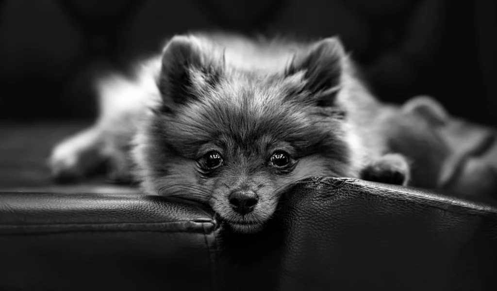 собака, животное