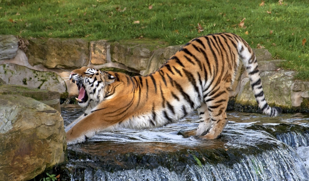 тигр, животные, кошки